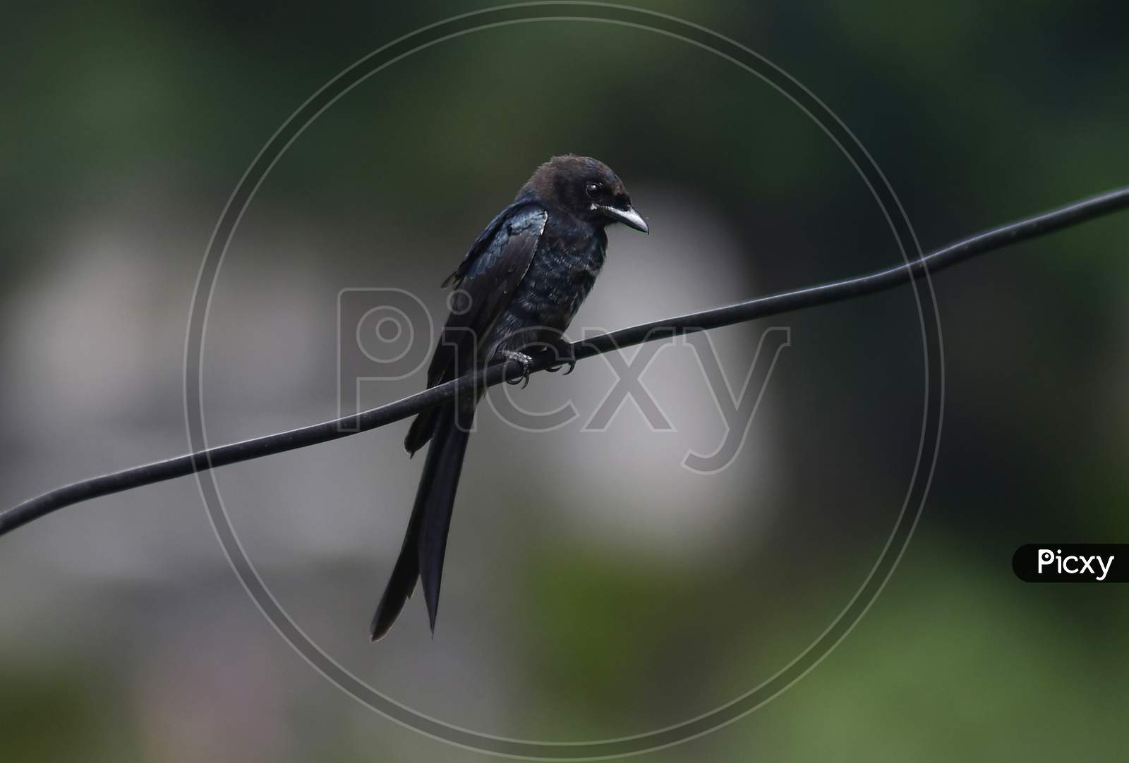 Common Black Drongo Perched On A Cable