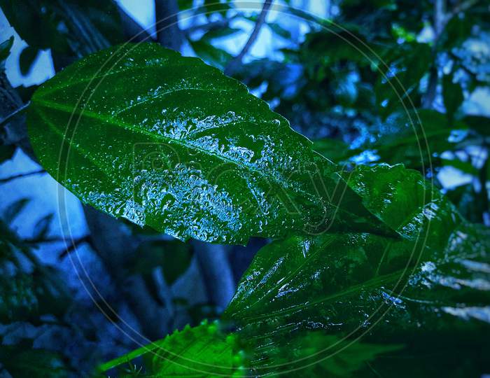 waterdroplets on leaf photo