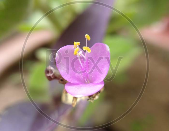 Purple heart flower