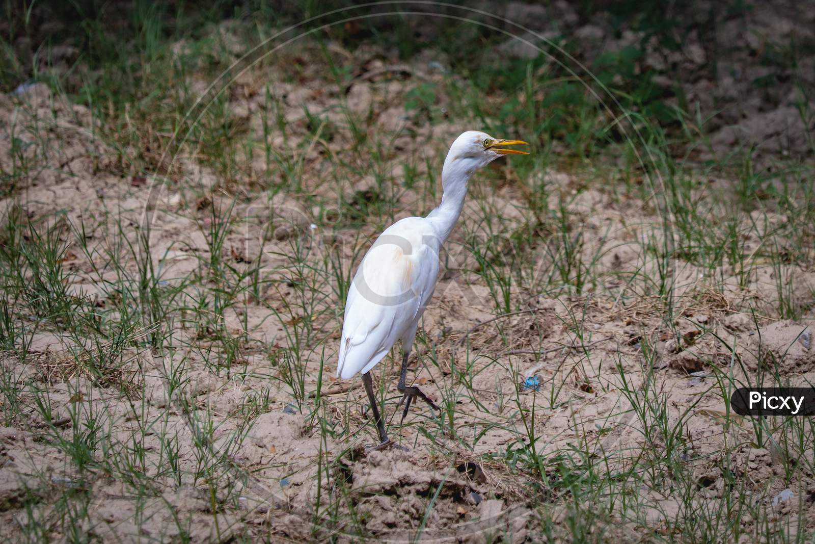 Egret bird walking on ground