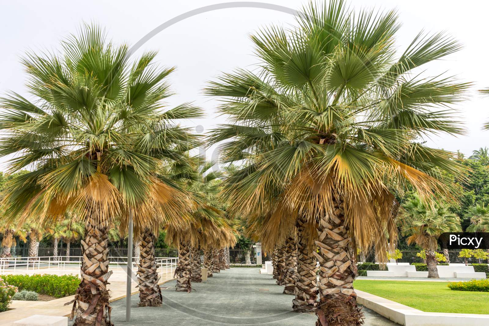 Palm Trees Along The Malagueta Beach In Malaga, Spain, Europe