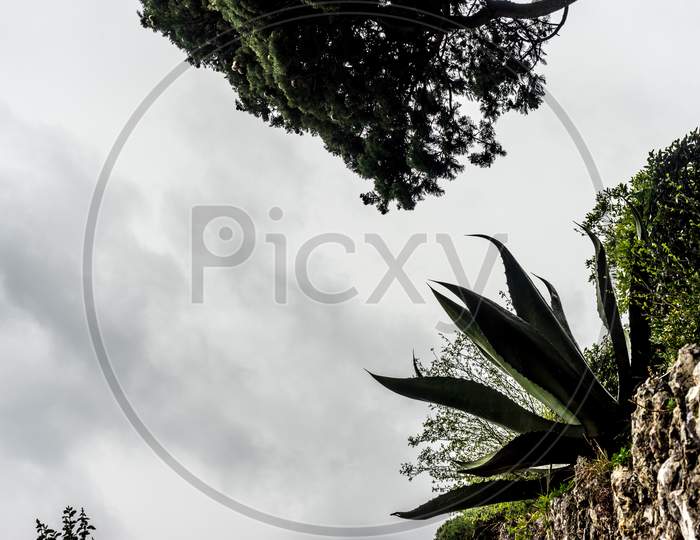 Italy, Varenna, Lake Como, A Group Of Palm Trees Next To A Tree
