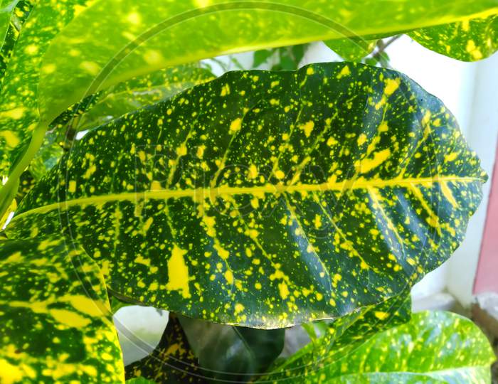 Green and Yellow Croton Garden leaves