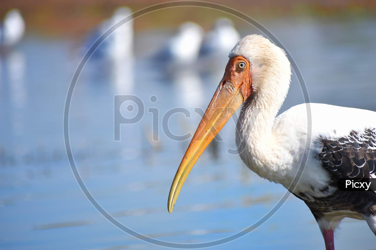 Painted stork close-up of long beak