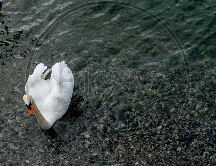 Italy, Varenna, Lake Como, A Swan Floating On Water