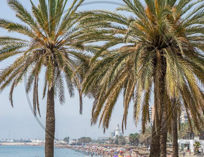 Tall Twin Palm Trees Along The Malaguera Beach With Lighthouse In The Background In Malaga, Spain, Europe