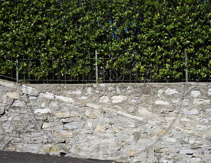 Italy, Bellagio, Lake Como, Plants Growing On Wall