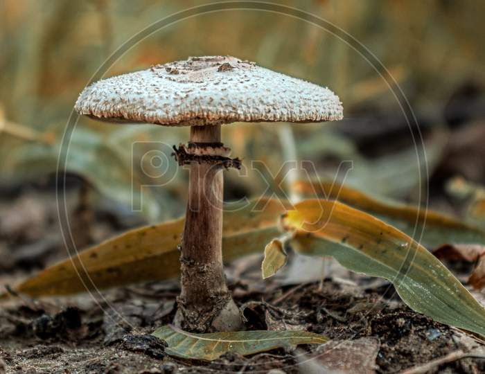 Mushroom : A Home or A Medicinal