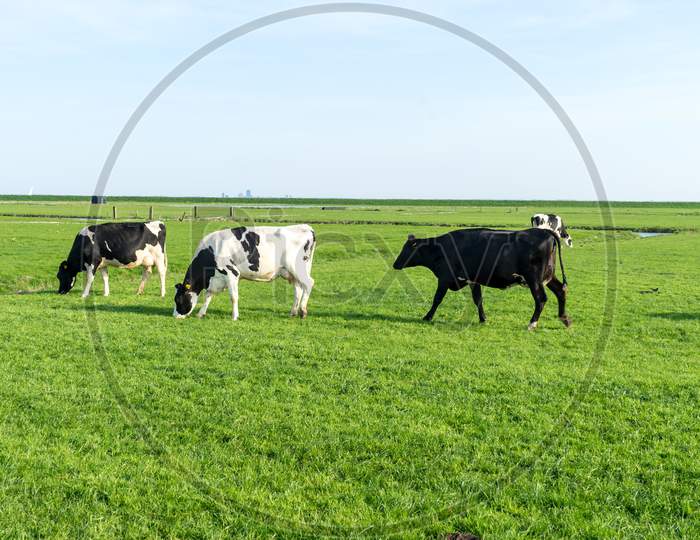 Netherlands,Wetlands,Maarken, A Herd Of Cattle Standing On Top Of A Lush Green Field