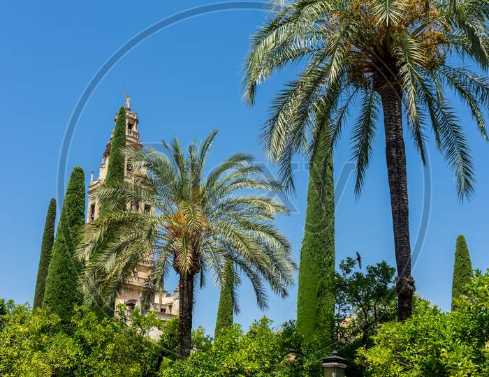 Spain, Cordoba, Low Angle View Of Palm Trees Against Clear Blue Sky