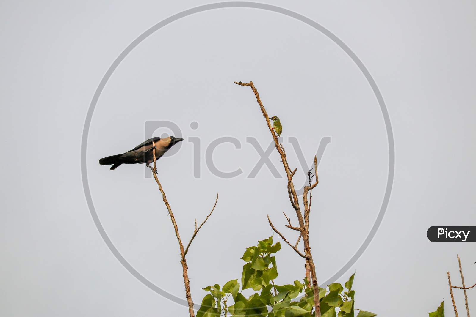Crow and Barbet siting on a tree