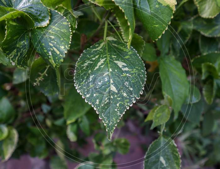 Unique Green Leaf With White Dots. Beautiful Isolated Green Leaf.