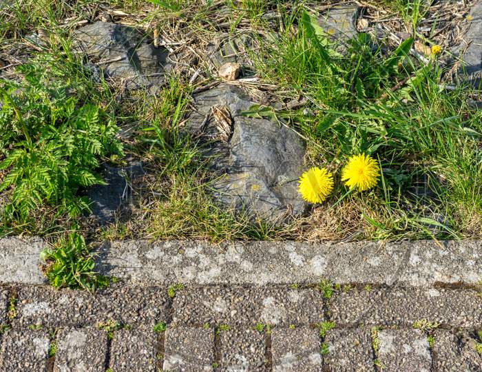 Netherlands,Wetlands,Maarken, Yellow Flower On The Footpath