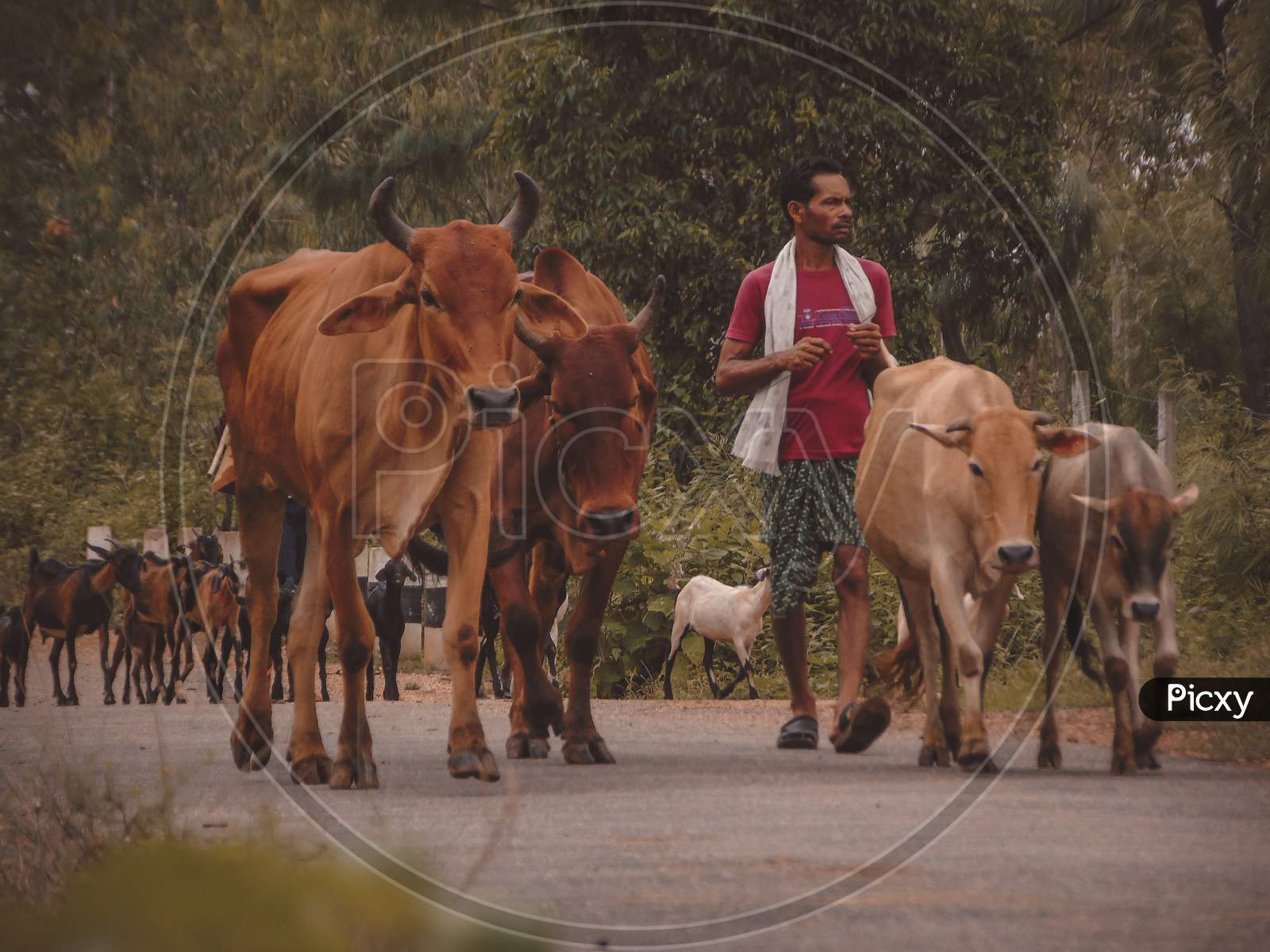 Scene of Rural village,herd of cattle