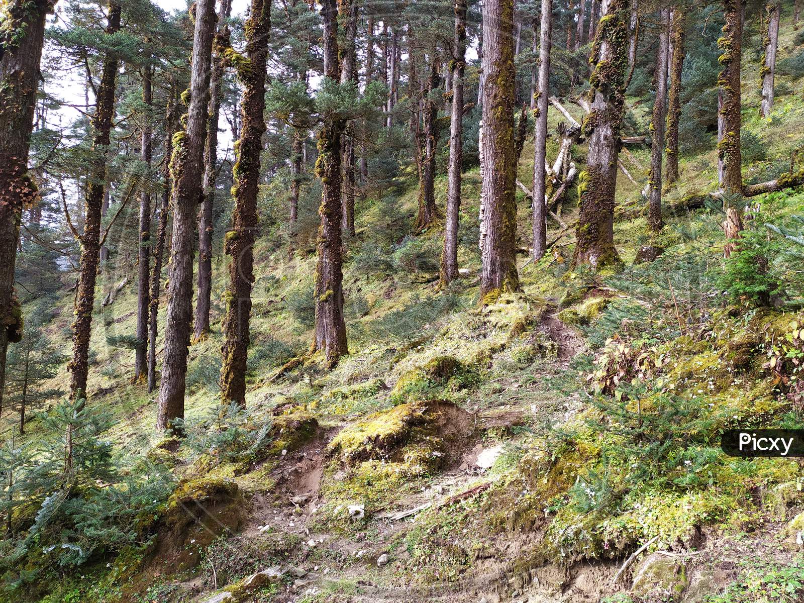 Forest view in Sikkim