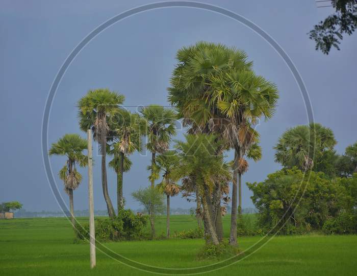 Beautiful scenery of paddy fields and palm tree