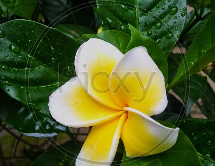 A Beautiful Flower, white and yellow