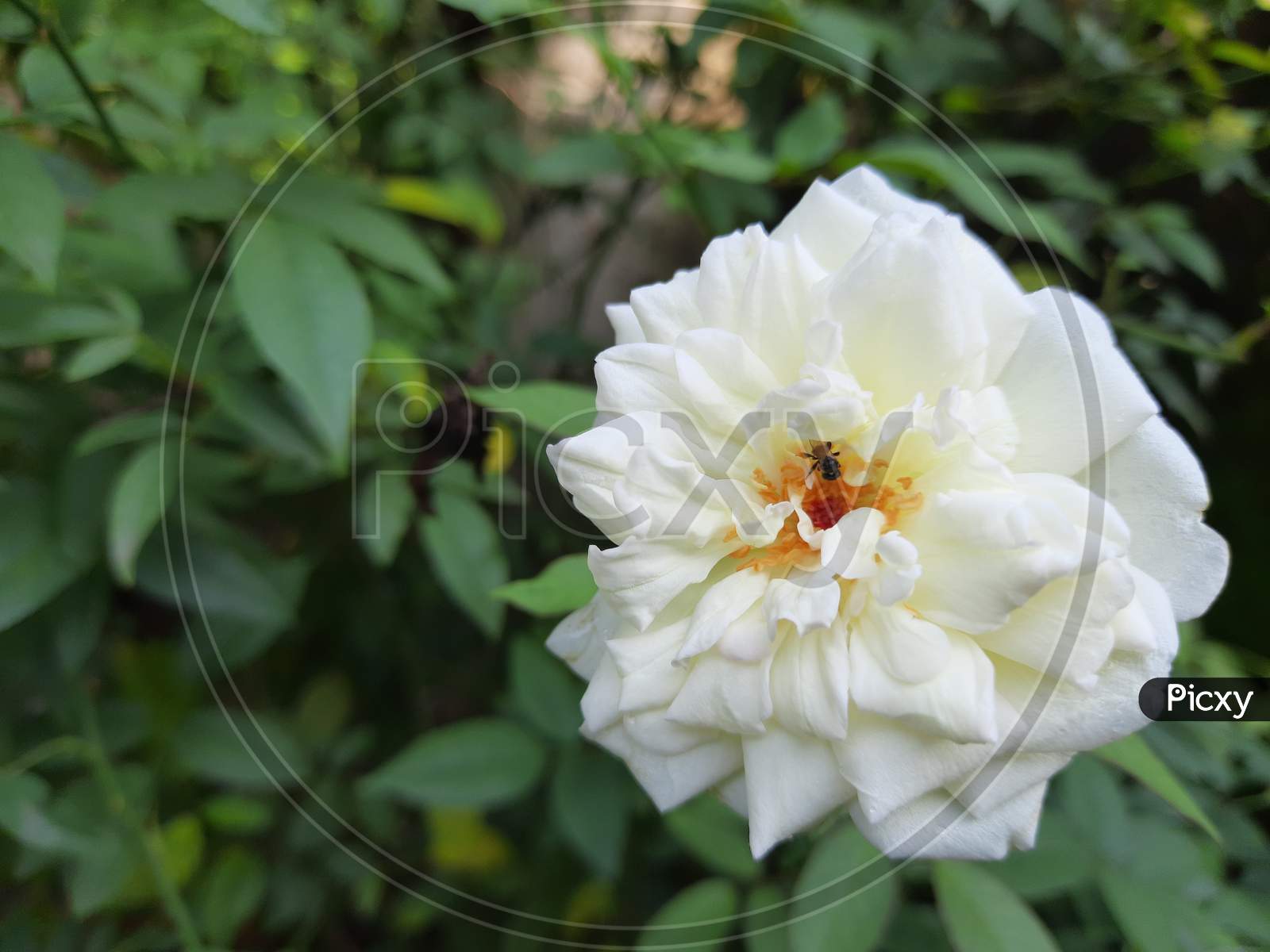 Bee in white rose flower