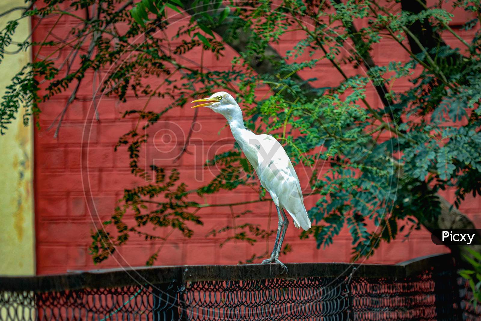 Egret bird sitting on fence