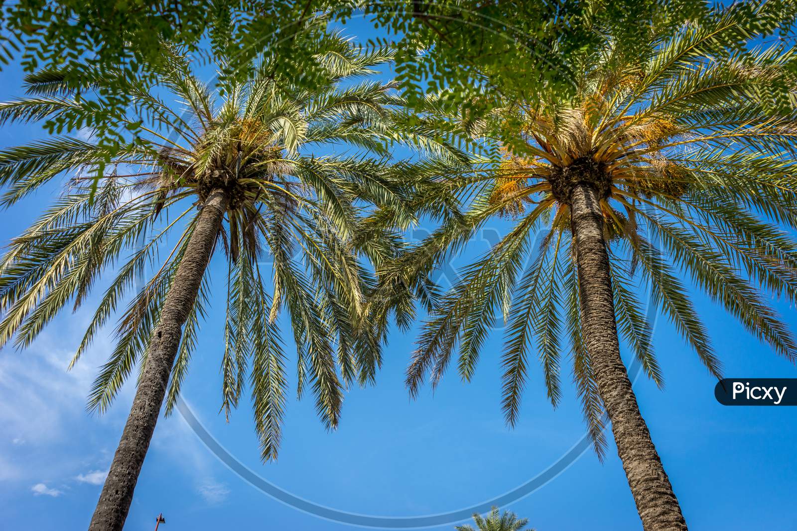 Palm Trees Against A Blue Sky In Seville, Spain, Europe