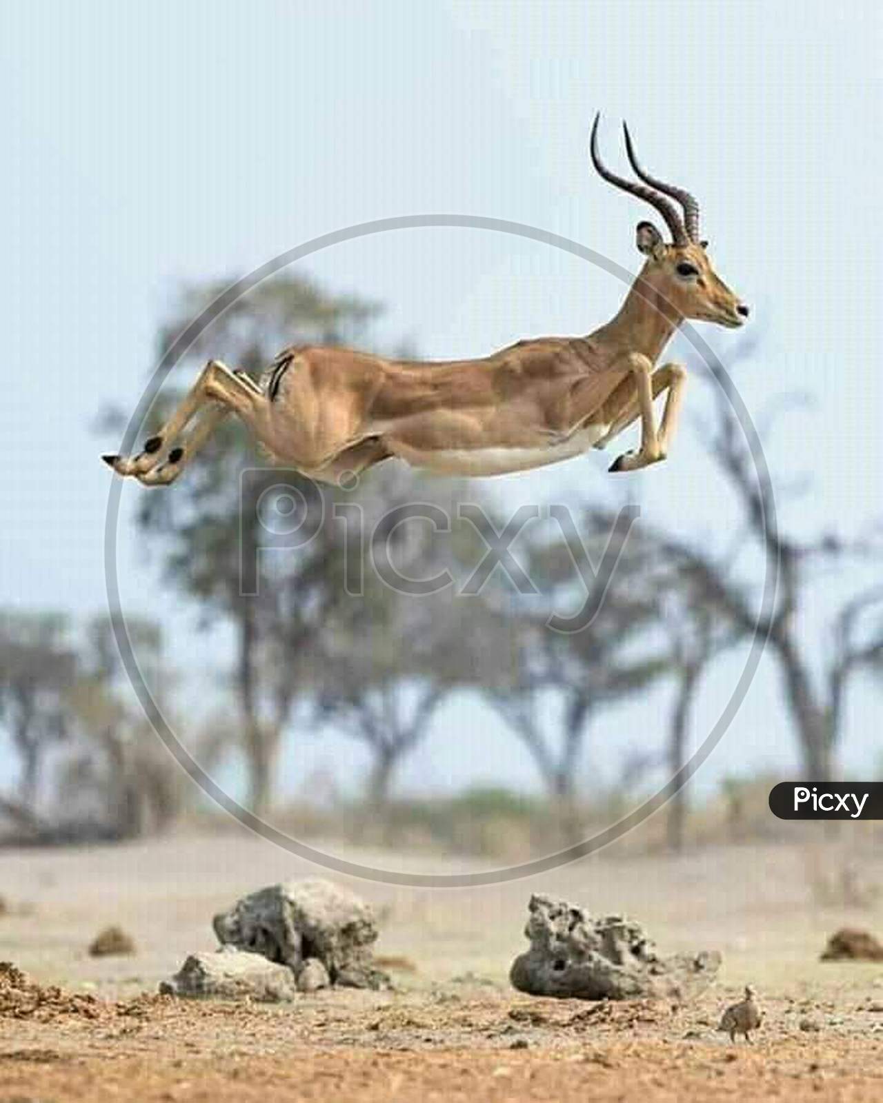 Jumping Deer in desart