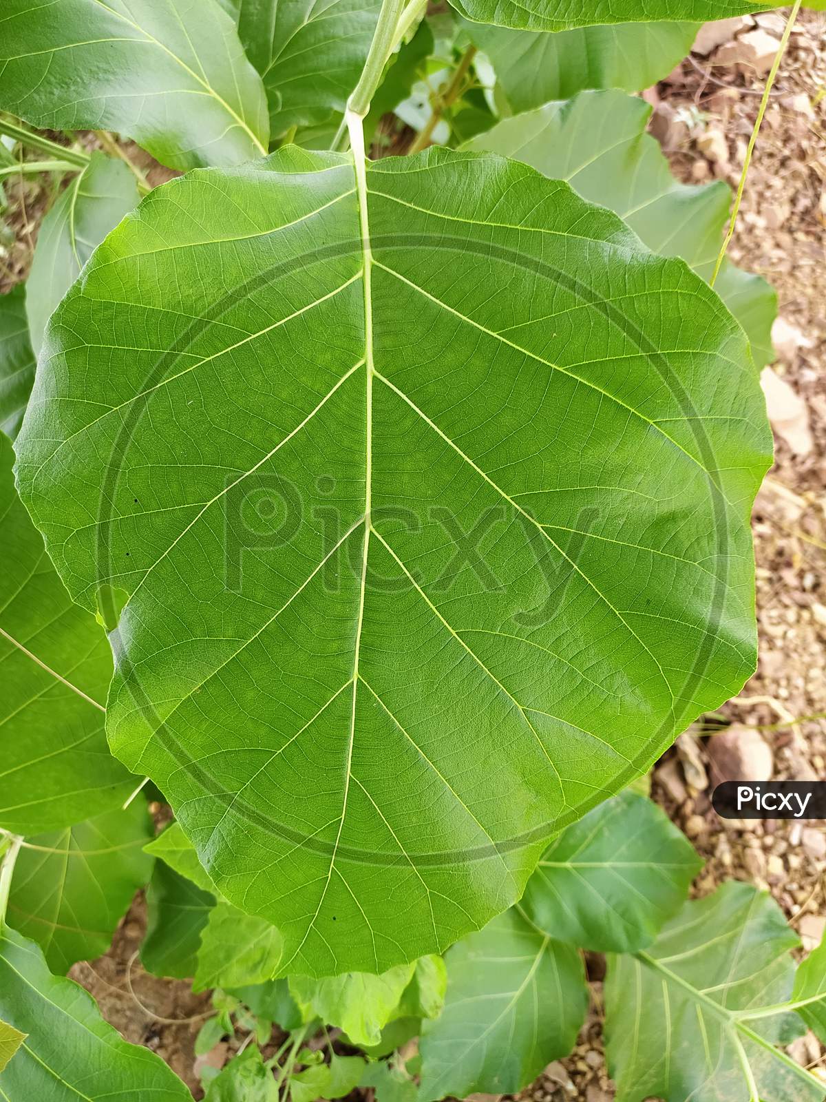 Fresh Big Green Teak Tree Leaf/Leaves In Gujarat, With Beautiful Natural Pattern Background Flame of The Forest ,Closeup Leaf/Leaves Texture.