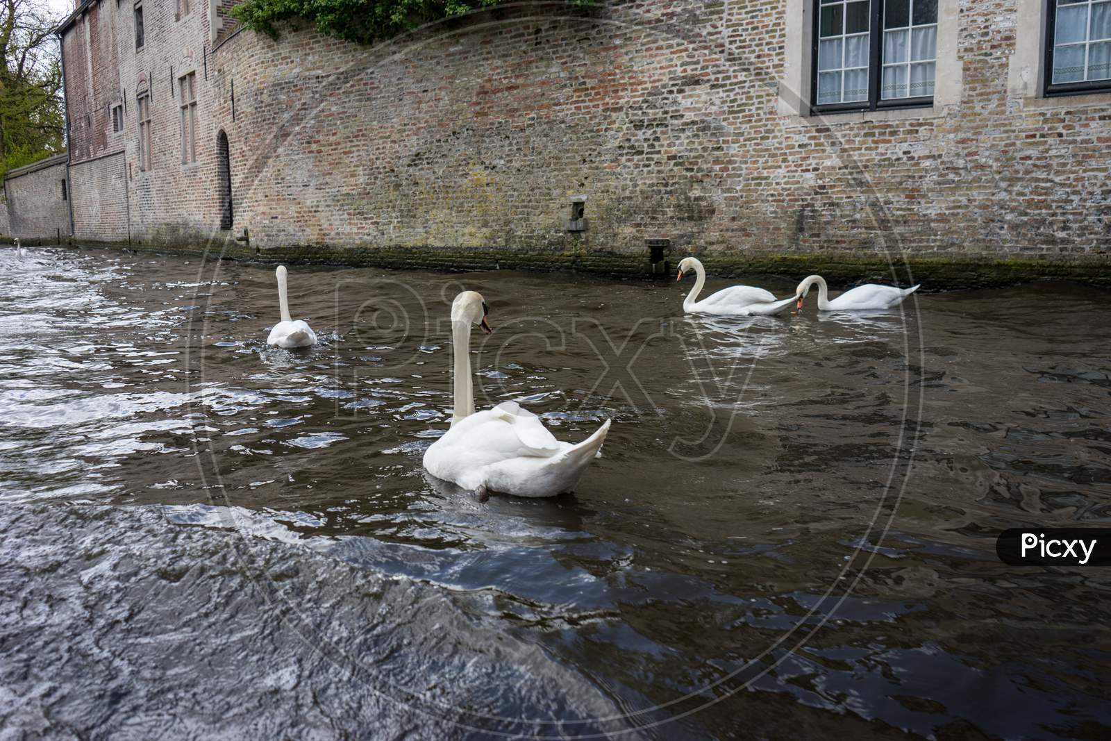 Swans Floating In The Canal At Brugge, Belgium