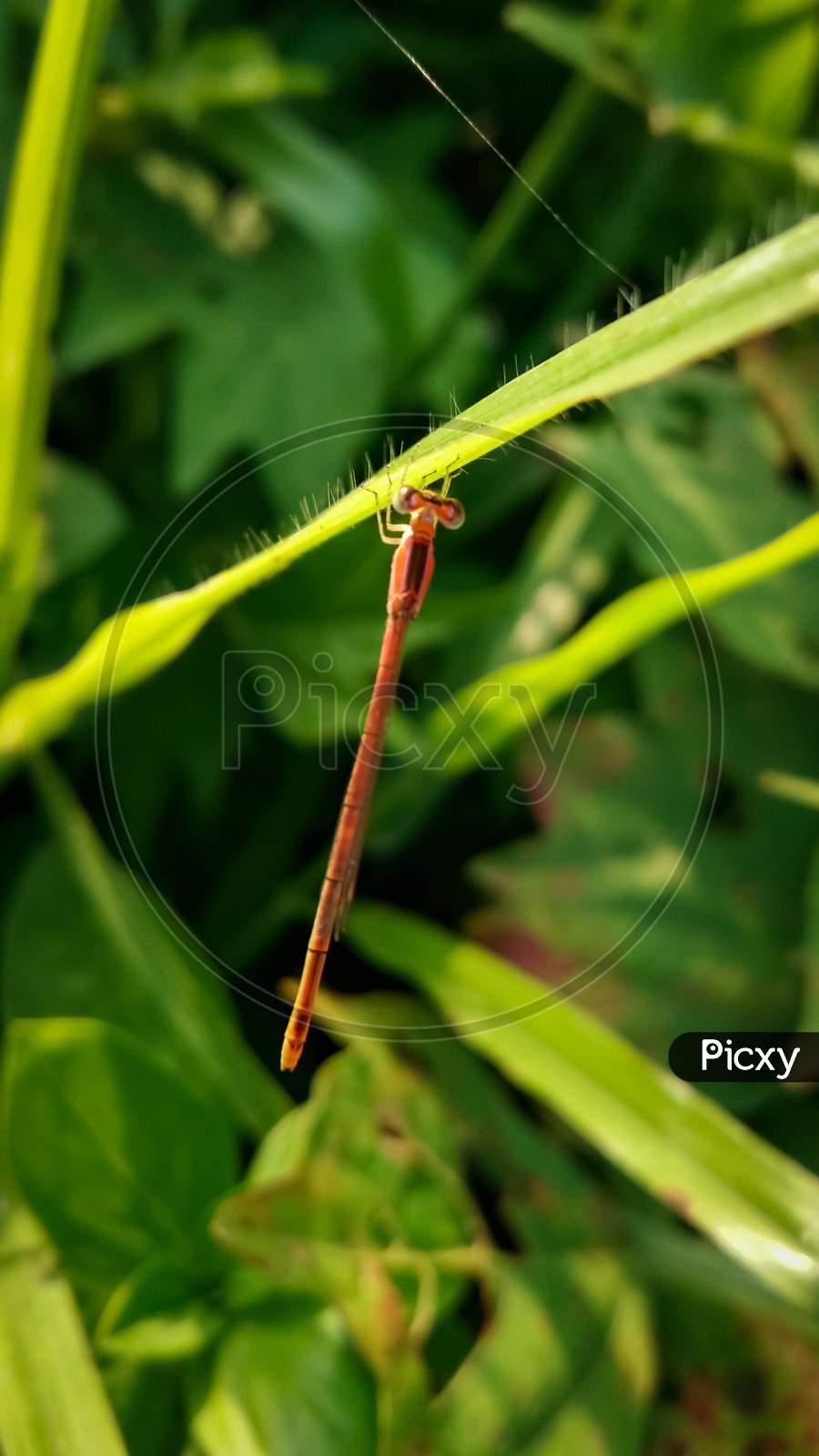 Close up photograph of tiny dragonfly on the green leaf
