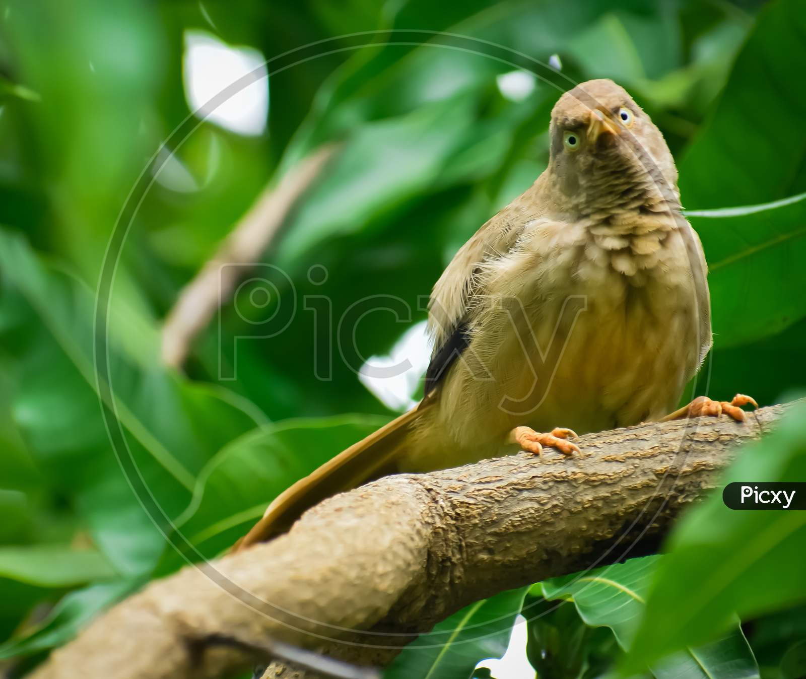Jungle babbler reaction to camera on the branch of tree in blurry background.