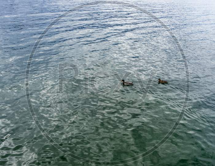 Italy, Varenna, Lake Como, Ducks Swimming In Water Next To A Body Of Water