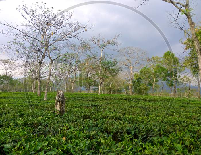 A Tea Garden For Organic  And Green Tea,Darjeeling,India