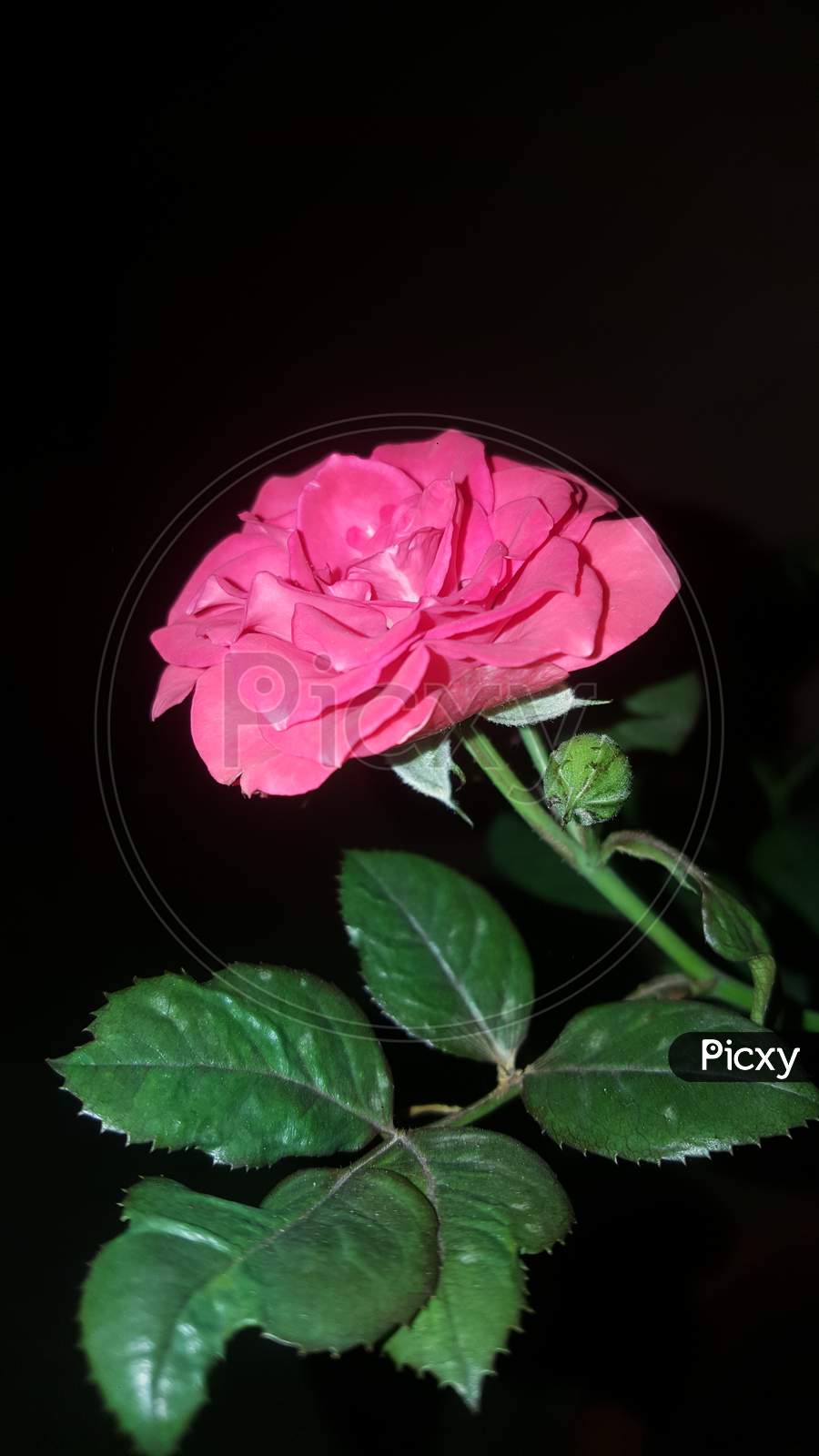 rose flowers isolated on black background with clipping path