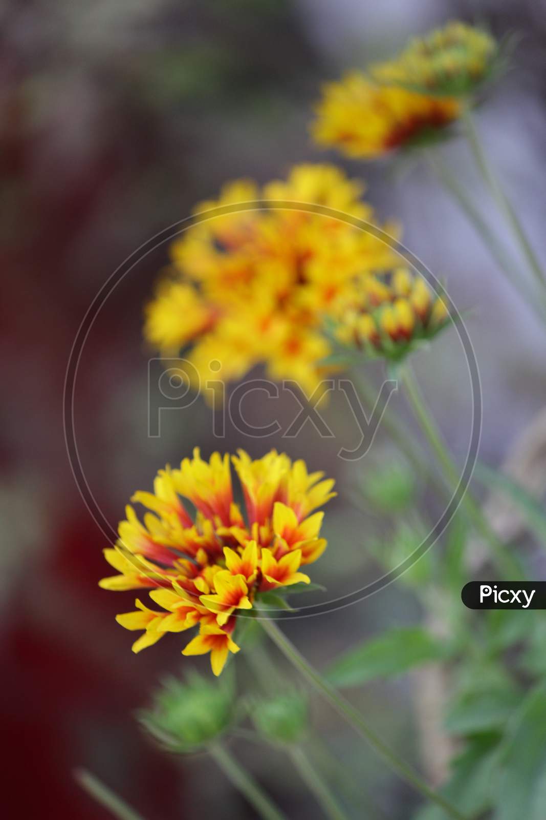 Marigold Flowers (Orange)