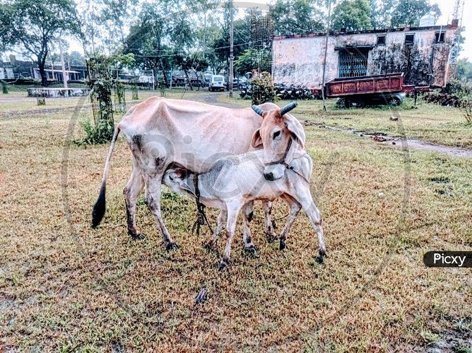 Cow & a calf