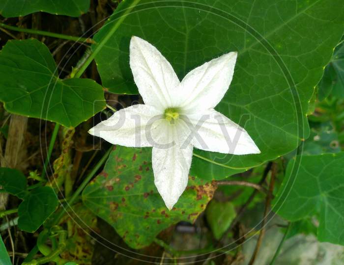 Ivy gourd white flower in India.