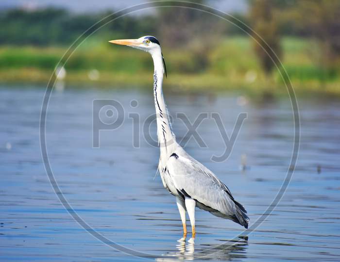 Grey heron standing in lake water with reflection