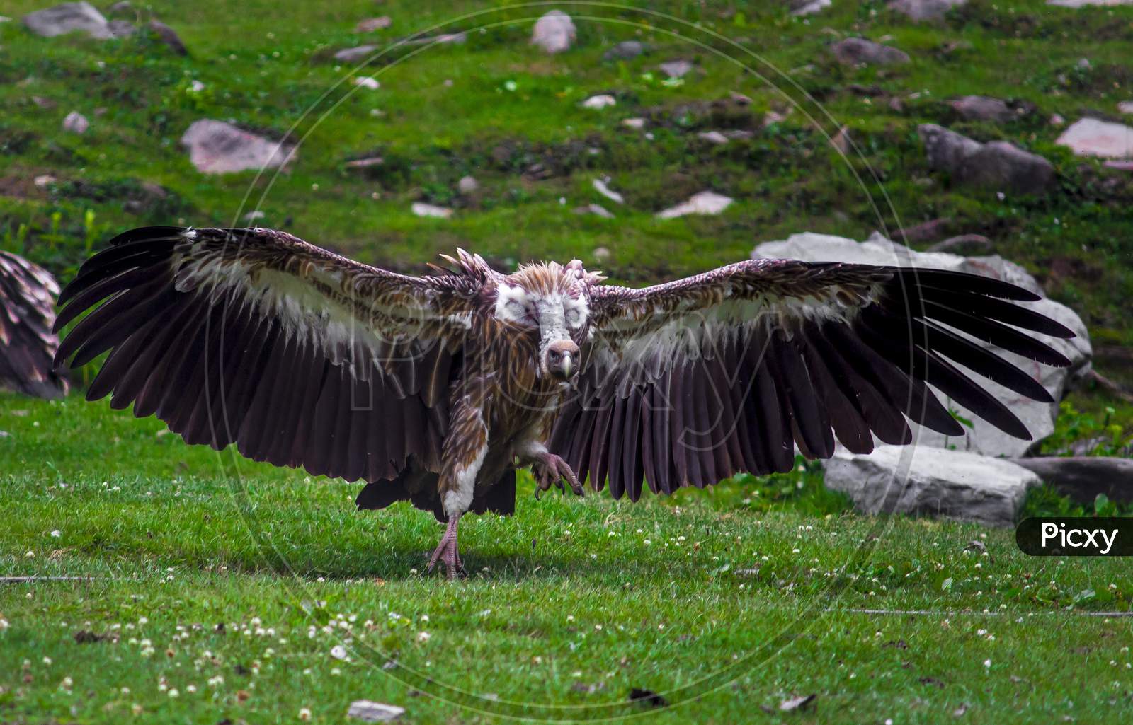 Himalayan Griffon Vulture