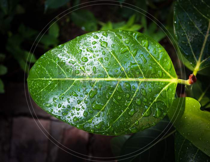 Rain Water Droplets On Green Leaf. Sparkling Drops From Sun Light. Beautiful Leaf Texture In Nature. Raining Outdoors. Big Foliage In Rain Forest. Nature Background.