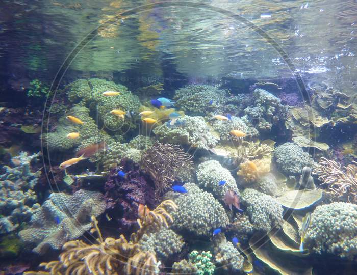 Marine Life Park, Sentosa, Singapore
