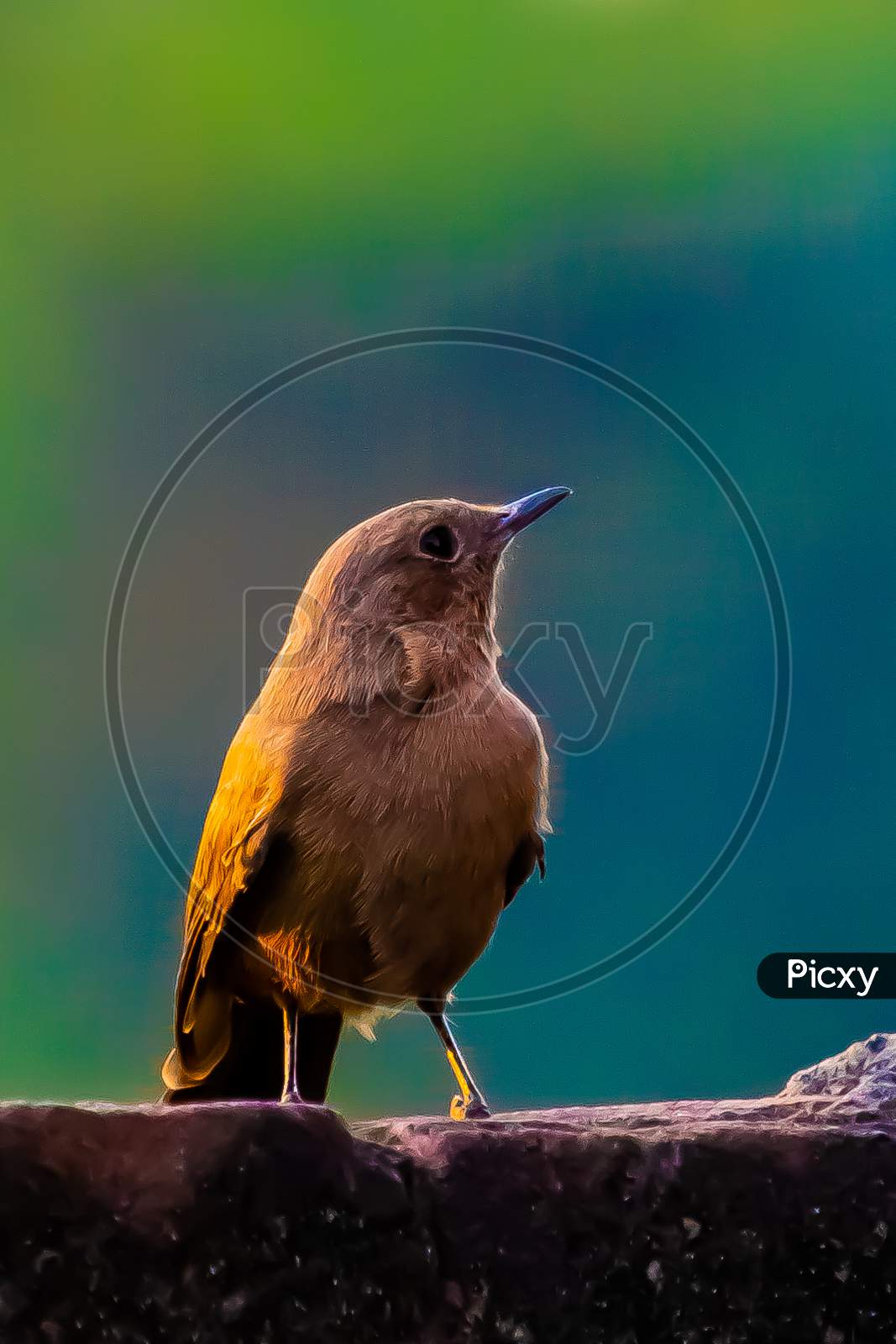 Bird Portrait Photo, Wild Life, Sumit Tyagi