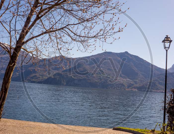 Italy, Menaggio, Lake Como, A Tree In Front Of A Body Of Water