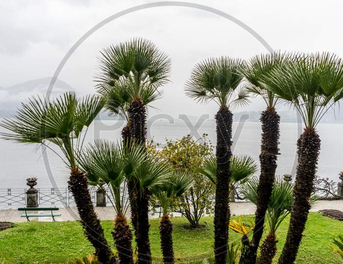 Italy, Varenna, Lake Como, A Group Of Palm Trees