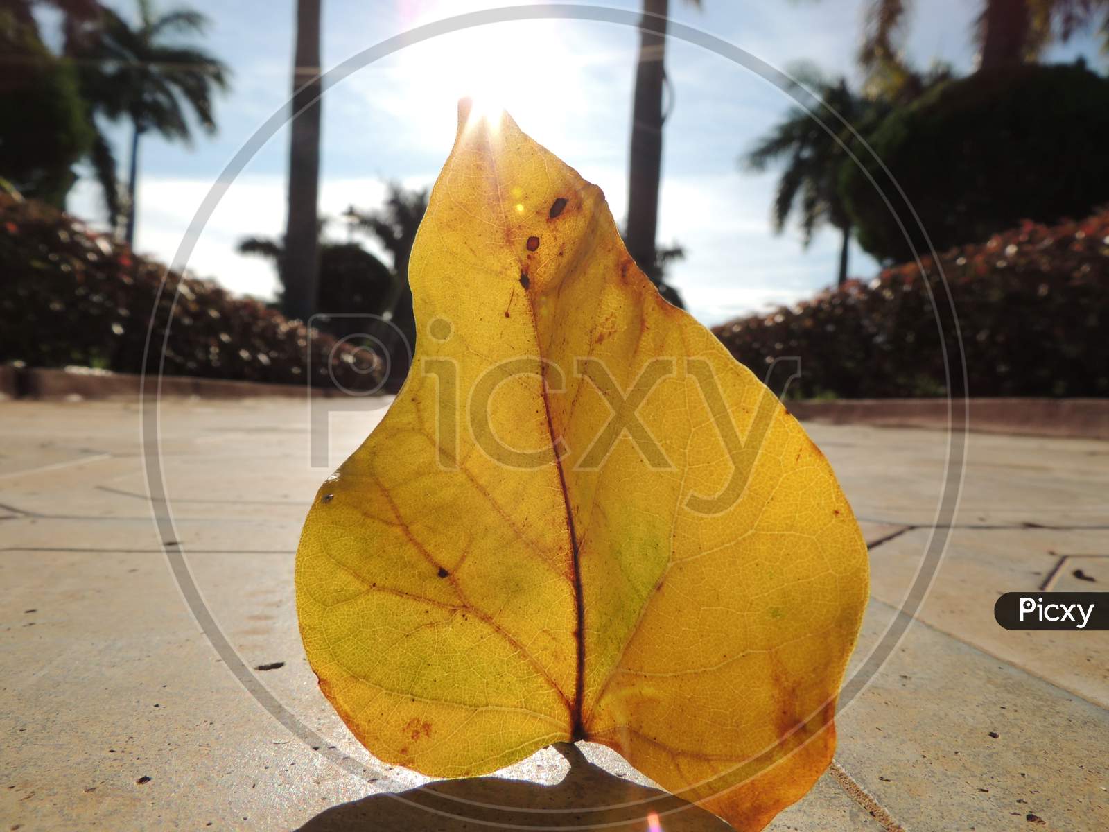 Sunlight on a leaf