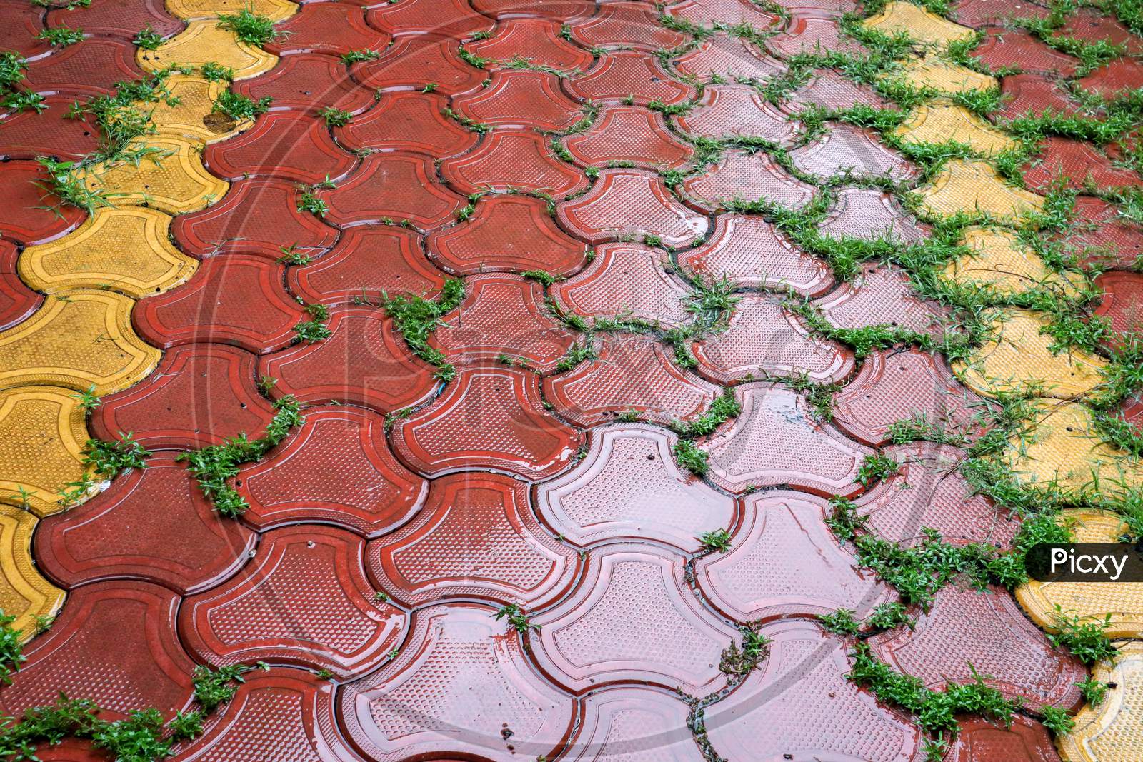 Wet Pathway During Rainy Season. Grass Growing Through Tiles.