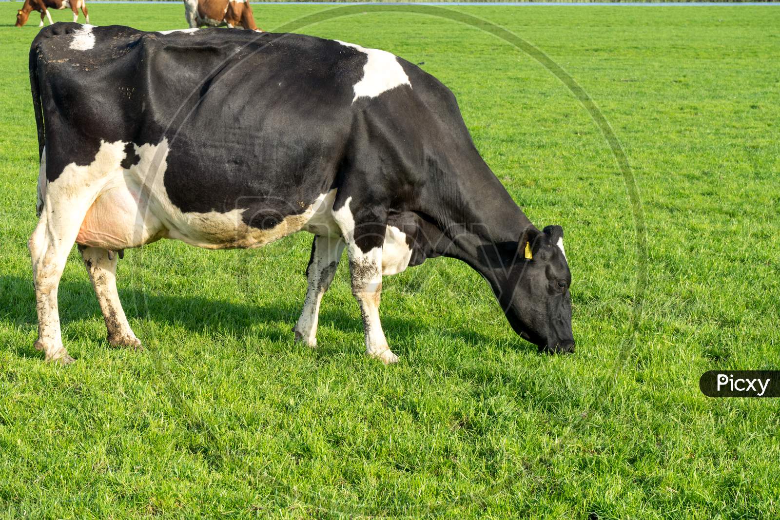 Netherlands,Wetlands,Maarken, A Black Cow Standing On Top Of A Grass Covered Field