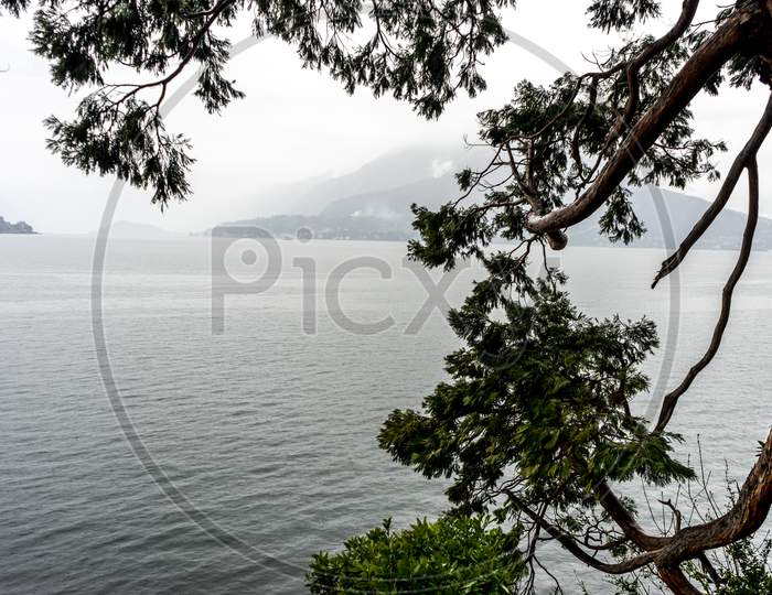 Italy, Varenna, Lake Como, A Tree Next To A Body Of Water