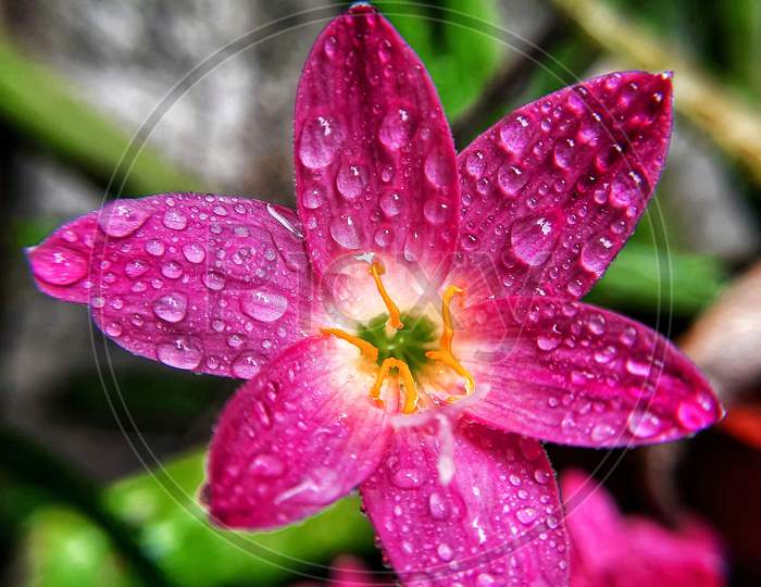 waterdroplets on flower macro photo