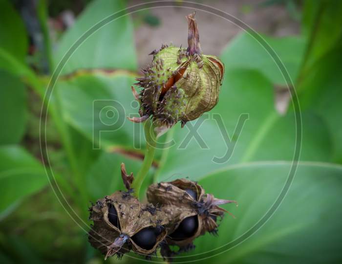 Canna Lily Flower Seed Coat Bud. Canna Paniculata Seed Developing Stage After Flowering Stage.