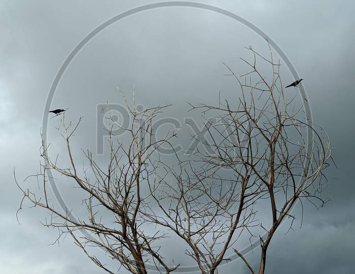 Crow &  Tree