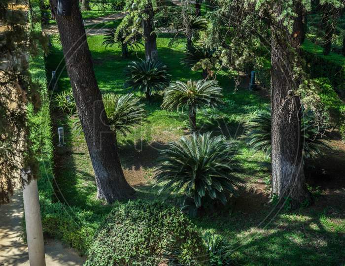 Spain, Seville, Trees In Garden